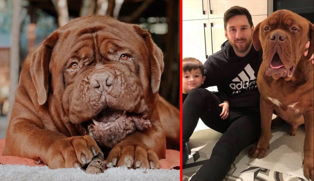 Por qué Hulk el perro gigante de Messi no vive con él en Miami