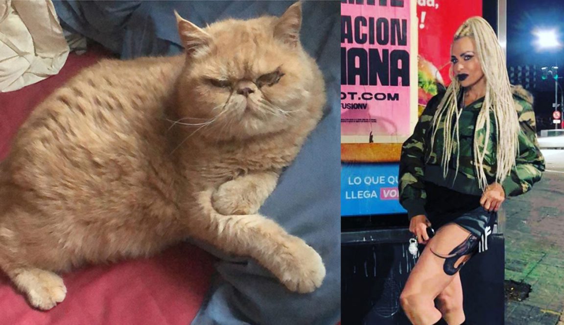 Las locuras que hace Daniela Cardone por sus gatos: desde ...