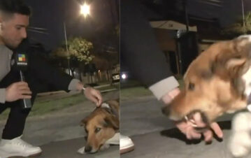 ¡Insólito! Periodista de América le dijo "asesino" a un perro y fue atacado en plena nota: "Quedé sin un dedo"