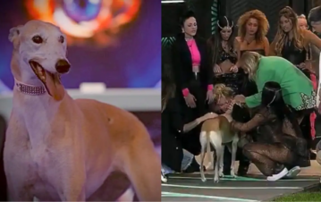 La desgarradora historia de vida de Paris, la perrita de Gran Hermano